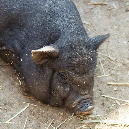 Tannenmuehle 3* 格兰芬豪森